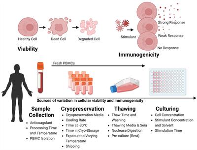 Technical pitfalls when collecting, cryopreserving, thawing, and stimulating human T-cells